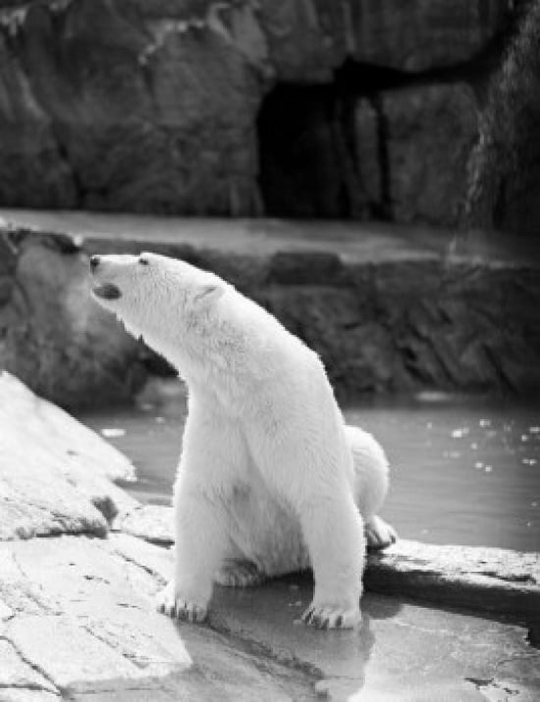 Polar bear (Ursus maritimus) Canvas Art - (18 x 24)