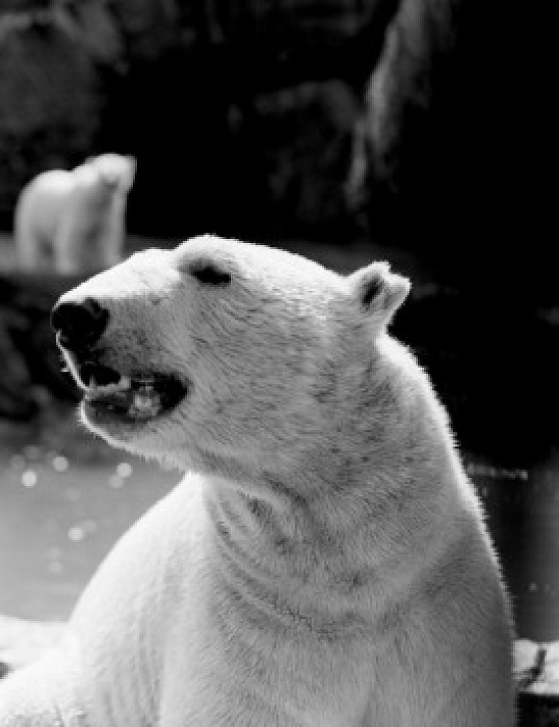 Polar bear (Ursus maritimus) Canvas Art - (24 x 36)
