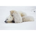 thumbnail image 1 of Polar bear and cub snuggling on the snow; Churchill Manitoba Canada by Tom Soucek / Design Pics, 1 of 3