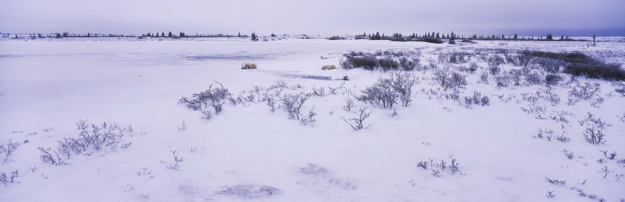 Polar bear at frozen lake Manitoba Canada Canvas Art - Panoramic Images (12 x 36)