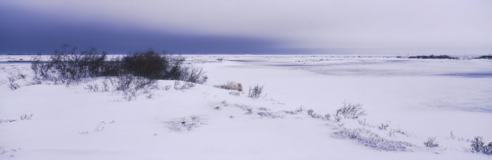 Polar bear at frozen lake Manitoba Canada Canvas Art - Panoramic Images (6 x 18)