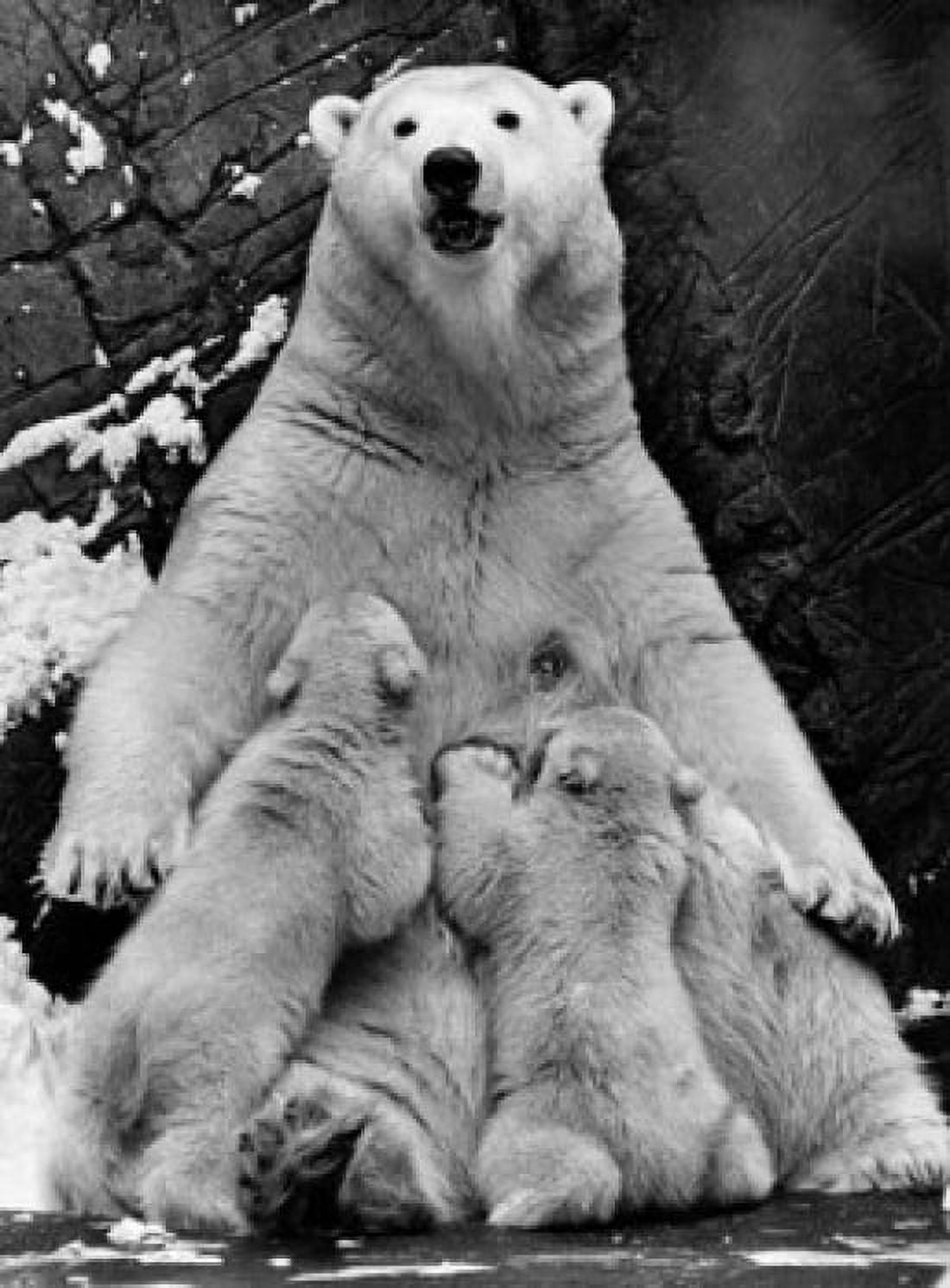 Polar bear feeding its cubs (Ursus maritimus) Canvas Art - (18 x 24)