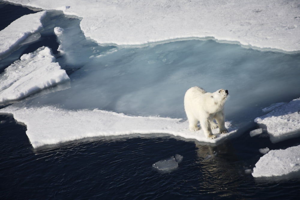 Polar bear on melting sea ice high angle view from cruise ship Svalbard Norway Canvas Art - Paul Miles Design Pics (19 x 12)