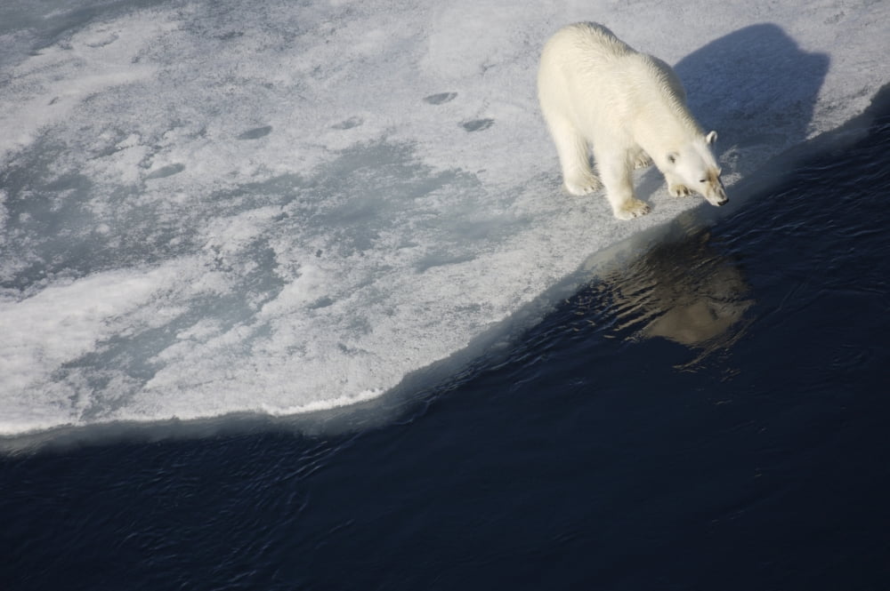 Polar bear on melting sea ice high angle view from cruise ship Svalbard Norway Canvas Art - Paul Miles Design Pics (19 x 12)