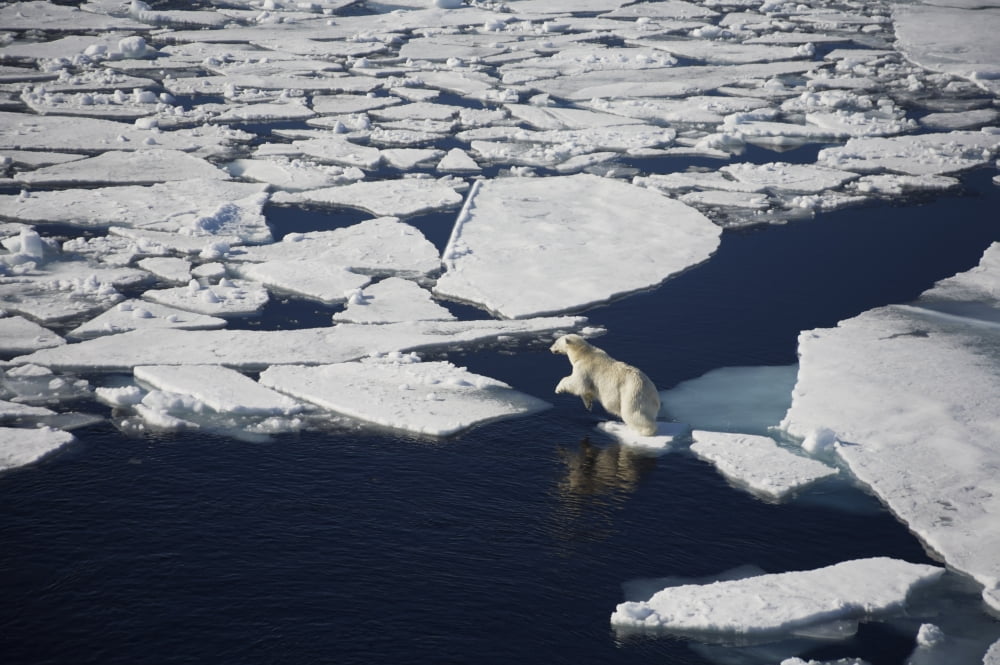 Polar bear on melting sea ice high angle view from cruise ship Svalbard Norway Canvas Art - Paul Miles  Design Pics (19 x 12)