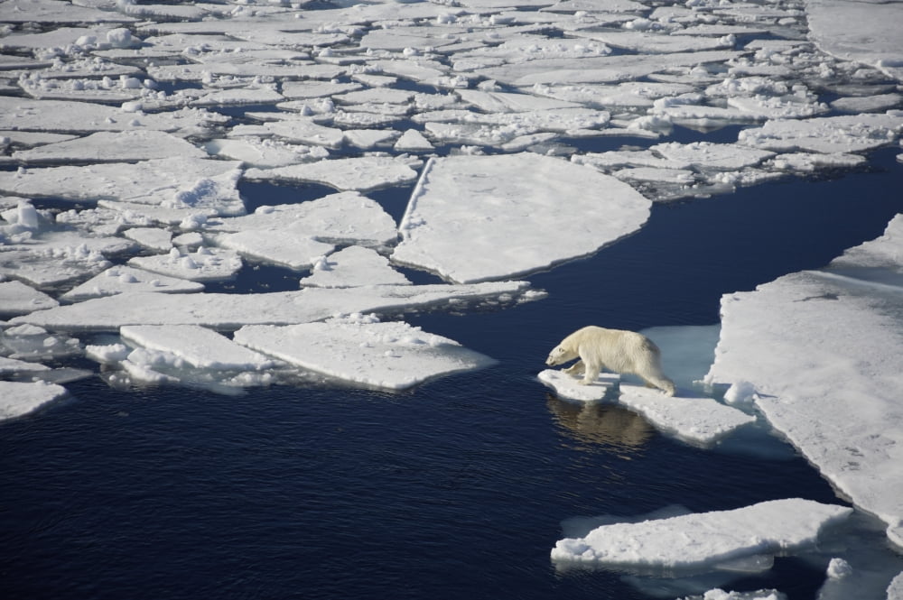 Polar bear on melting sea ice high angle view from cruise ship Svalbard Norway Canvas Art - Paul Miles Design Pics (38 x 24)