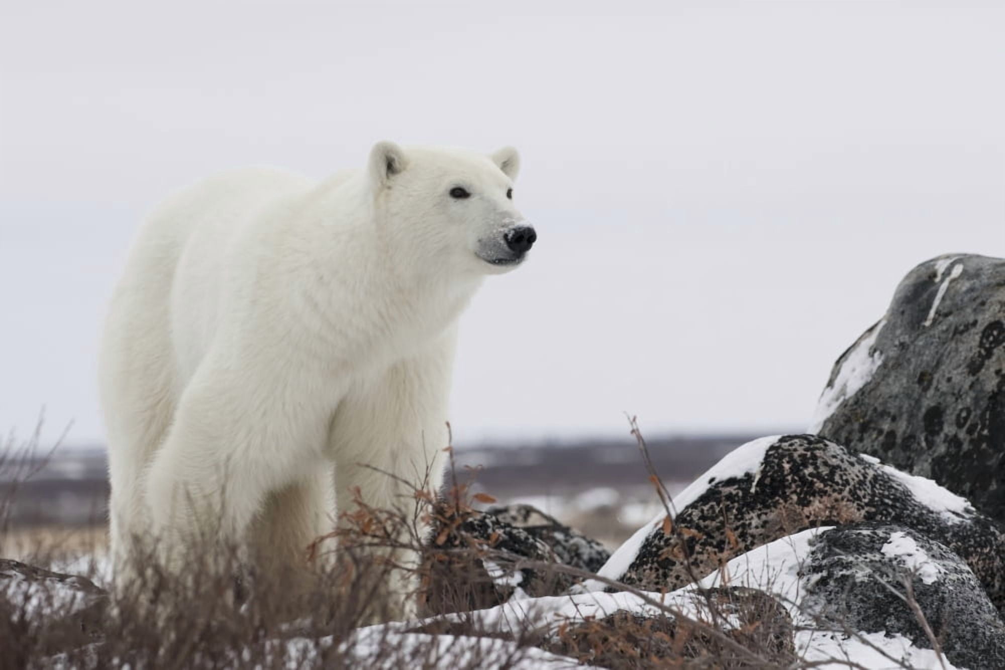 Polar bear (ursus maritimus) along the Hudson Bay coastline waiting for the bay to freeze over Churchill Manitoba Canada Canvas Art - Robert Postma Design Pics (19 x 12)