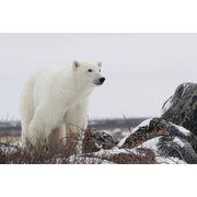 Polar bear ursus maritimus along the Hudson Bay coastline waiting for the bay to freeze over Churchill Manitoba Canada Canvas Art - Robert Postma Design Pics 19 x 12