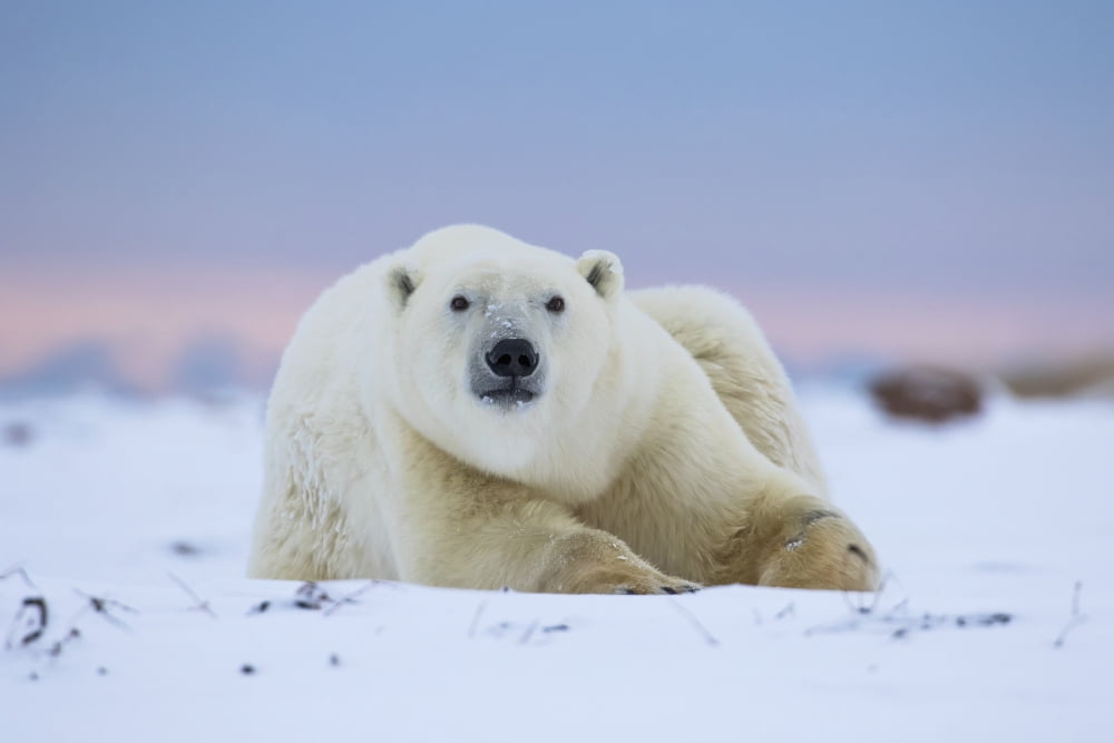 Polar bear (ursus maritimus) along the Hudson Bay coastline waiting for the bay to freeze over Churchill Manitoba Canada Canvas Art - Robert Postma Design Pics (19 x 12)