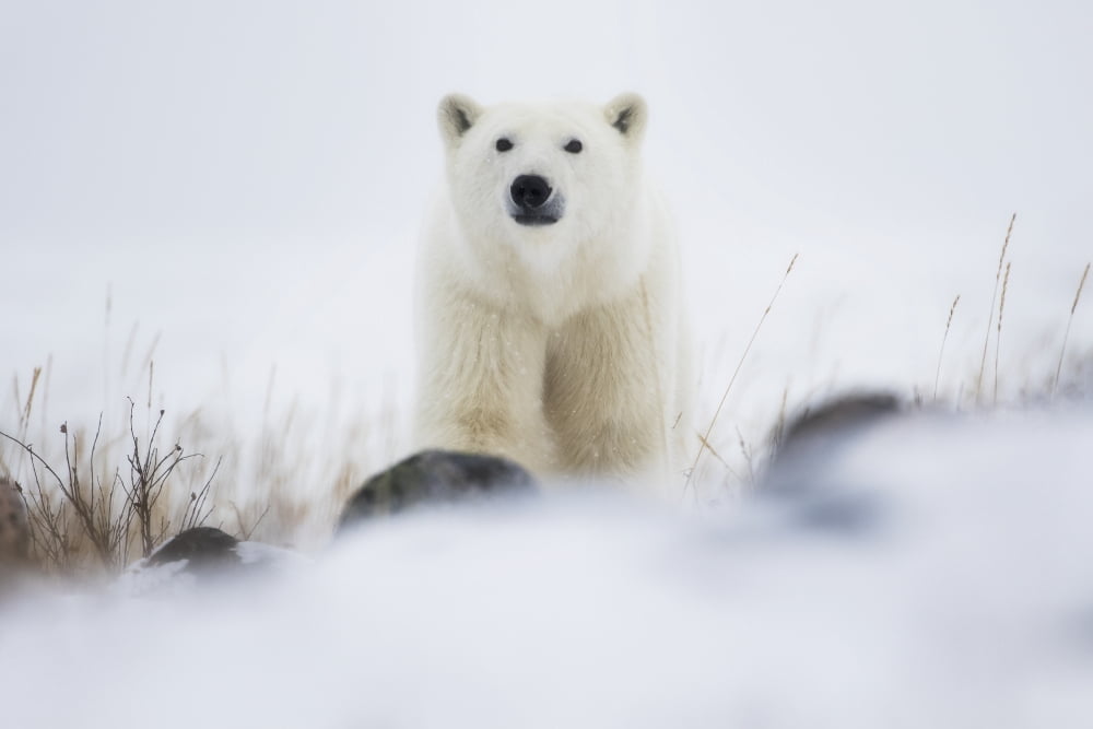 Polar bear (ursus maritimus) in a blizzard Churchill Manitoba Canada Canvas Art - Robert Postma Design Pics (19 x 12)