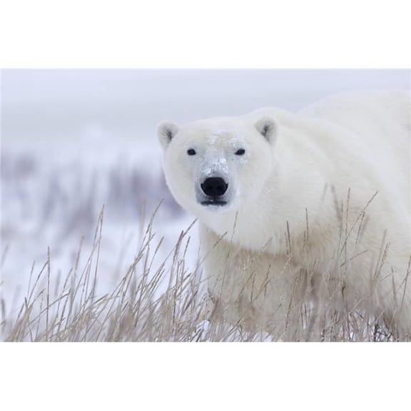 Polar bear walking through the snow and blizzard near Churchill; Manitoba Canada Print