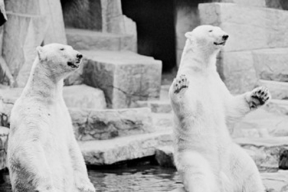 Polar bears (Ursus maritimus) begging for food in zoo Canvas Art - (24 x 36)