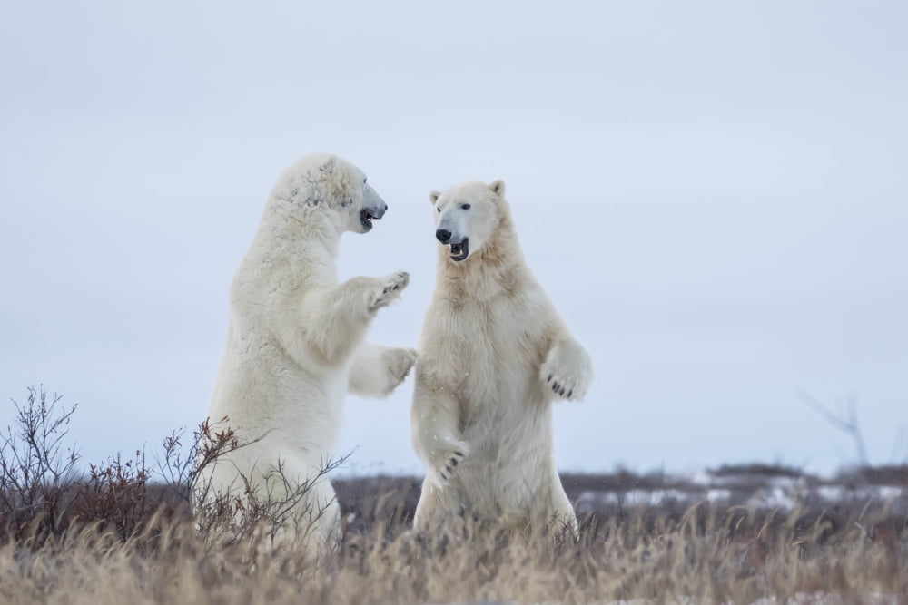 Polar bears sparring on the coast of Hudson Bay Manitoba Canada Canvas Art - Robert Postma Design Pics (19 x 12)