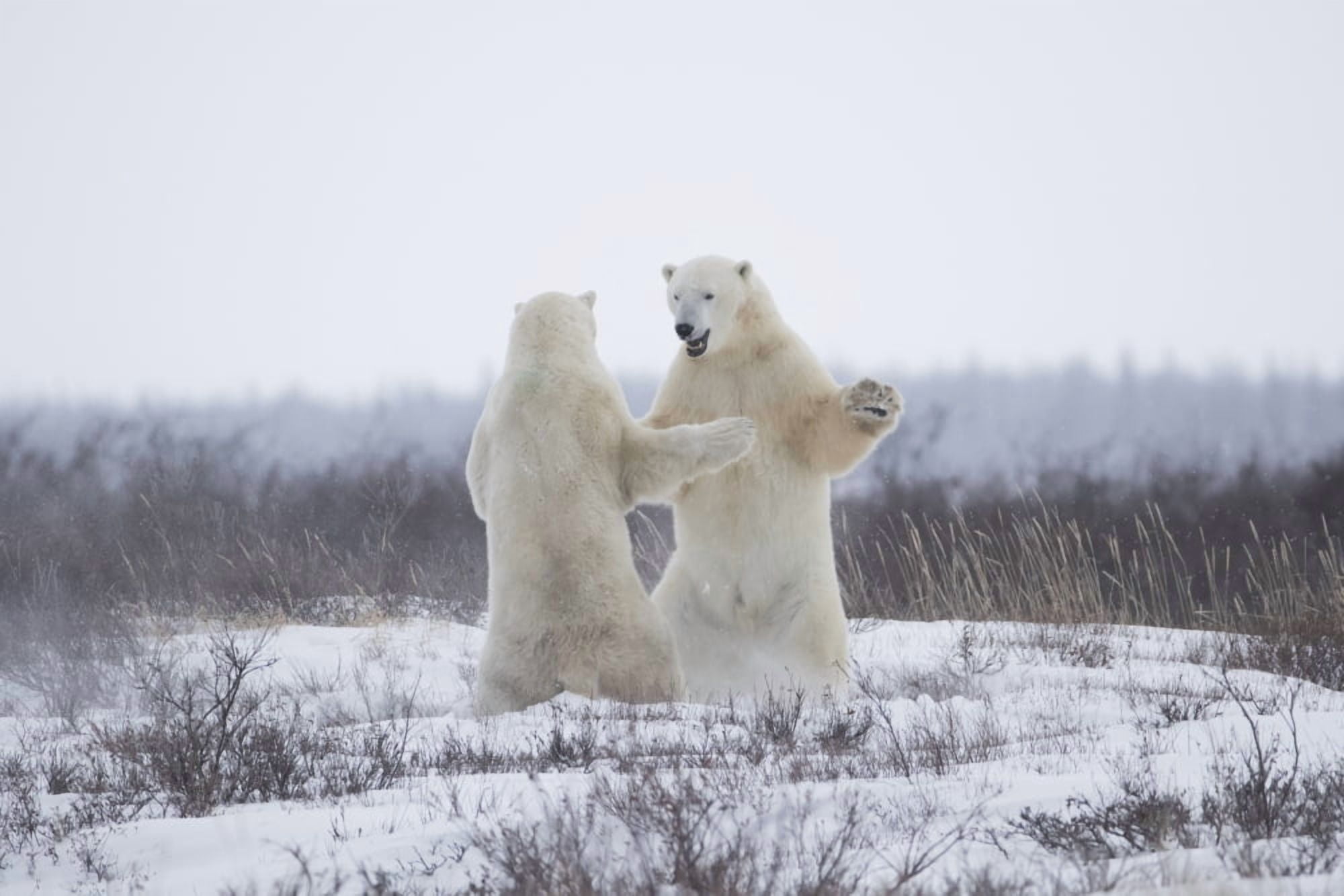 Polar bears (ursus maritimus) sparring in the snow during winter near Churchill Manitoba Canada Canvas Art - Robert Postma Design Pics (19 x 12)