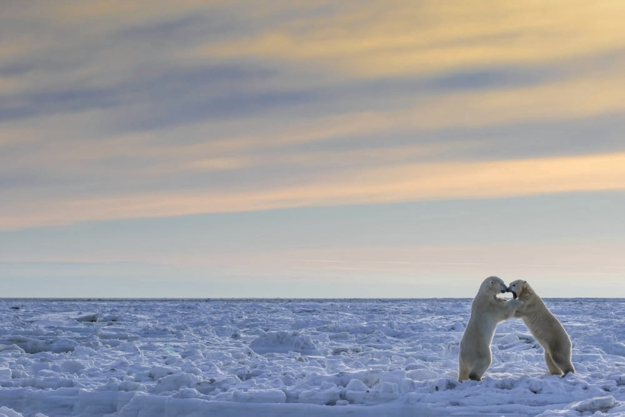 Polar bears (ursus maritimus) sparring on the coast of Hudson Bay Manitoba Canada Canvas Art - Robert Postma Design Pics (19 x 12)