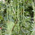 thumbnail image 1 of Pole Bean Garden Seeds - Oriental Yard Long - 15 g Packet ~100 Seeds - Heirloom, Non-GMO Vegetable Gardening Seed, 1 of 3