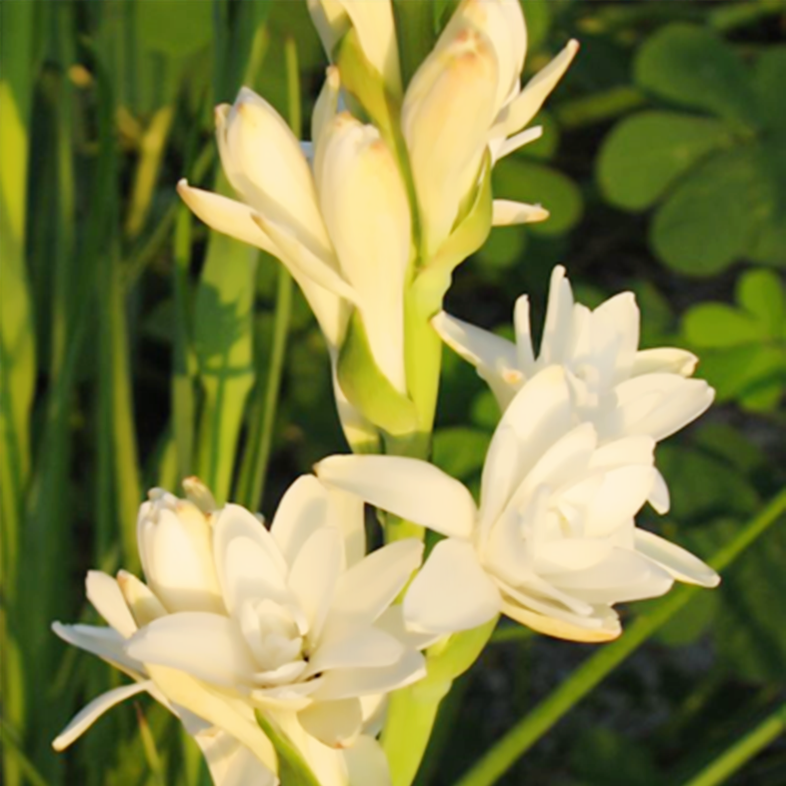 Polianthes tuberosa Bulbs Double Flowering FRAGRANT Tuberose Bulbs for Planting ,Tuberose
