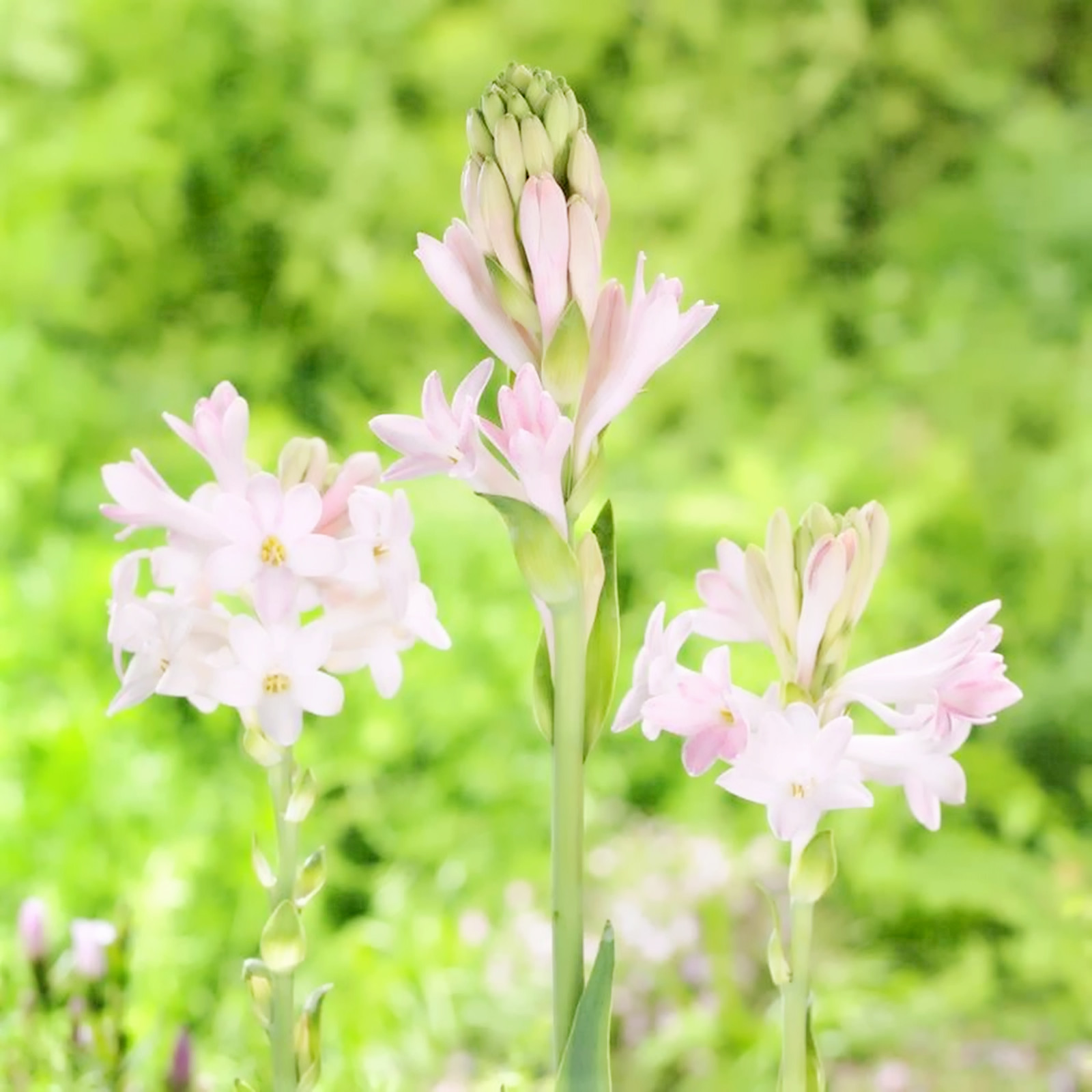 Polianthes tuberosa Bulbs Double Flowering FRAGRANT Tuberose Bulbs for Planting ,Tuberose