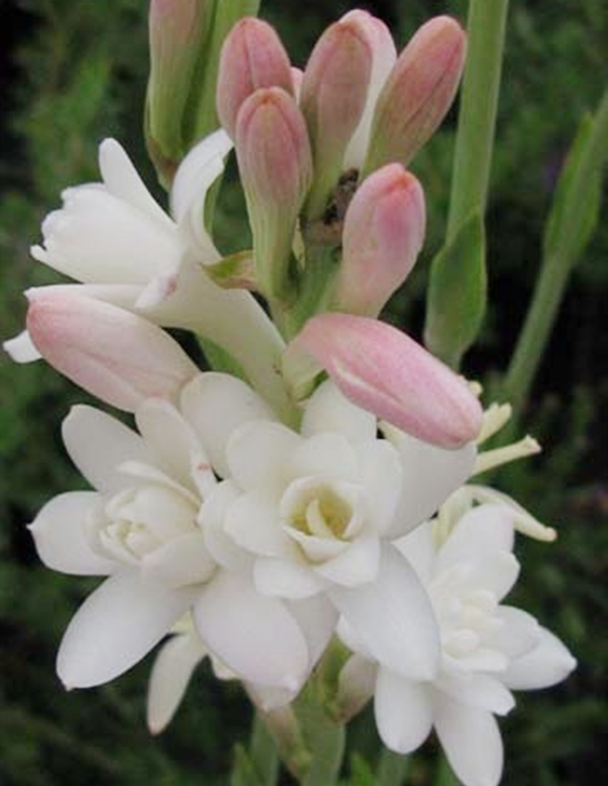 Polianthes tuberosa Bulbs Double Flowering FRAGRANT Tuberose Bulbs for Planting ,Tuberose