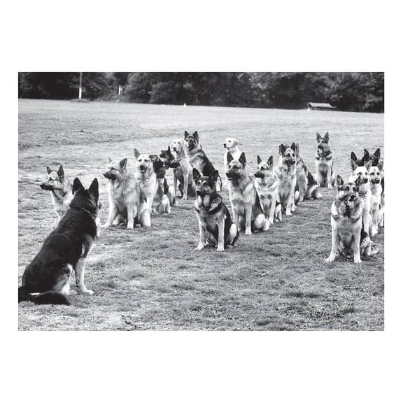 Police Dog Academy