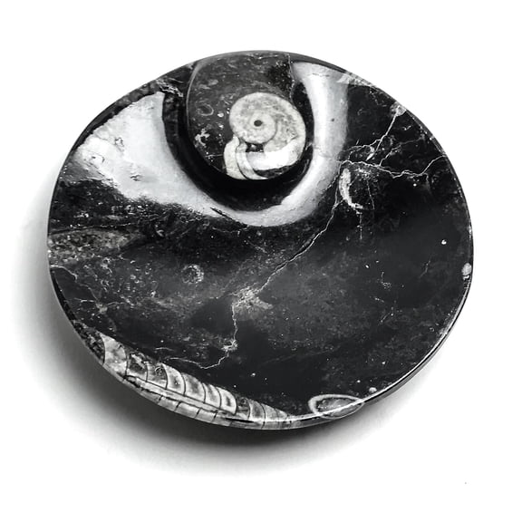 Polished Ammonite and Orthoceras Fossil Round Plate (Small)
