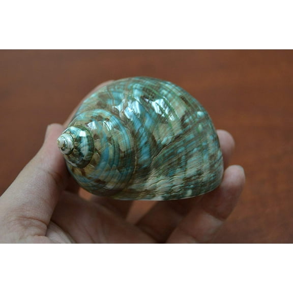 Polished Green Jade Turbo Hermit Crab Seashell 3" - 3 1/2"
