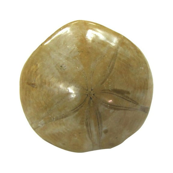 Polished Natural Madagascar Sand Dollar Fossil Nautical Beach Shell Coastal Home Decor