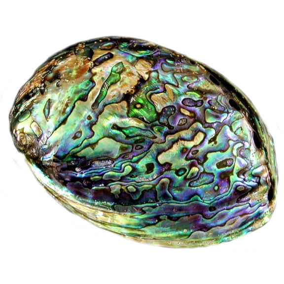 Polished Paua Abalone Shells (about 5") Beautiful New Zealand Rainbow Abalone Seashell