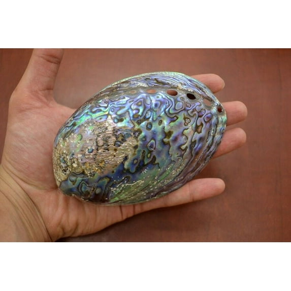 Polished Paua Halotis Iris Abalone Seashell