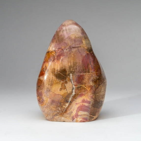 Polished Petrified Wood Freeform from Madagascar (6 lbs)