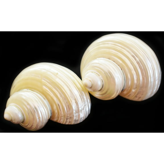 Polished Silver Turbo Shell (2" / 1" opening) Medium Hermit Crab Aquarium (2-Pack)