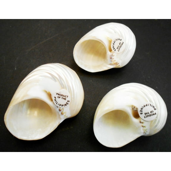 Florida Shells & Gifts Turbo Shell Medium Hermit Crab Aquarium 3-Pack, Silver, 3 Count