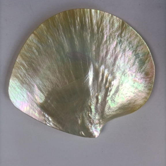 Polished Yellow Pearl Shell 9 to 11CM Glossy Mother of Pearl Conch Shell Display Prop Natural Decor Photography Ornament