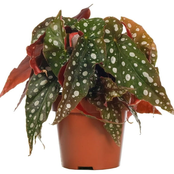 Polka Dot Begonia - 1 Live Starter Plant - Begonia Maculata - Colorful Beautiful Foliage Indoor Air Purifying Houseplant