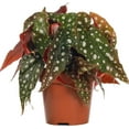 thumbnail image 1 of Polka Dot Begonia - Live Plant in a 4 Inch Pot - Begonia Maculata - Extremely Rare and Beautiful Indoor Houseplant - Air Purifying, 1 of 7