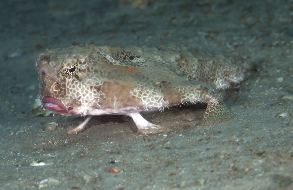 Polka-dot Batfish standing up on its leg-like fins Canvas Art - Michael WoodStocktrek Images (35 x 23)