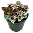 thumbnail image 1 of Polka-dot-Plant, Hypoestes phyllostachya, Tricolor, red Pink and White, Very Limited, in a 4 inch Pot Super Cute, 1 of 9