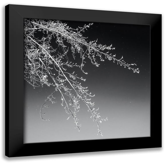 Pollard, David 12x12 Black Modern Framed Museum Art Print Titled - Tree Silhouette I White on Medium Gray