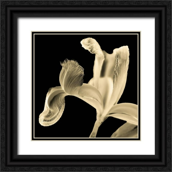 Pollard, David 12x12 Black Ornate Wood Framed with Double Matting Museum Art Print Titled - Iris II Buttercup on Black