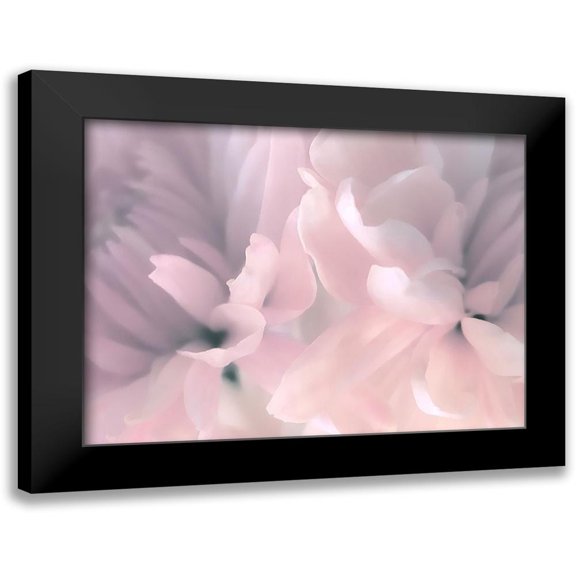 Pollard, David 14x12 Black Modern Framed Museum Art Print Titled - Chrysanthemum Pink Blush III
