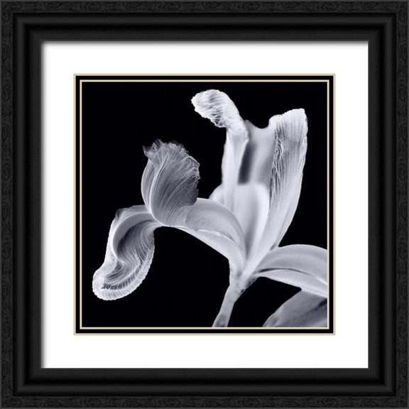 Pollard, David 26x26 Black Ornate Wood Framed with Double Matting Museum Art Print Titled - Iris II Lilac Gray on Black