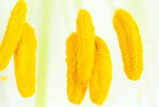 Pollen II Canvas Art - Beth Wold (24 x 36)