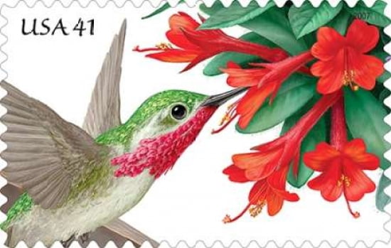 Pollination- Calliope Hummingbird With Hummingbird Trumpet Blossom Canvas Art - US POSTAL SERVICE (12 x 18)