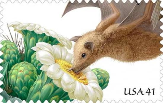 Pollination- Lesser Long-nosed Bat With Saguaro Flower Canvas Art - US POSTAL SERVICE (24 x 36)