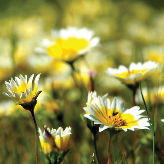 Pollinator Mix - California Wildflowers - 1 OZ - Non-GMO, Open Pollinated - Annuals & Perennials - Mix of Wildflower & Flower Seeds Ideal for California