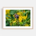 thumbnail image 1 of Pollinator Working in the Mountains of Virginia - Virginia Photography Insect Floral Nature Wildlife Botanical Garden Summer Oak Framed Wall Art Print 24 x 36 inches, 1 of 6