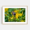 thumbnail image 1 of Pollinator Working in the Mountains of Virginia - Virginia Photography Insect Floral Nature Wildlife Botanical Garden Summer Oak Framed Wall Art Print 5 x 7 inches, 1 of 6