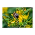 thumbnail image 1 of Pollinator Working in the Mountains of Virginia - Virginia Photography Insect Floral Nature Wildlife Botanical Garden Summer Unframed Wall Art Print 12 x 18 inches, 1 of 7