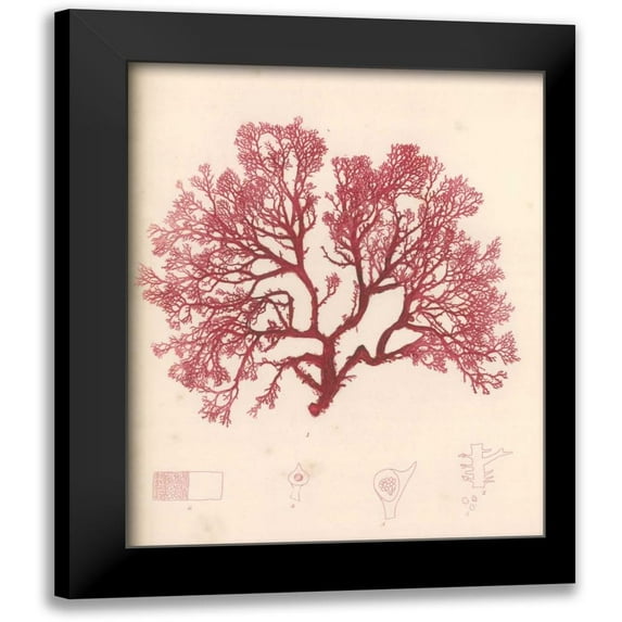 Poloson, Kimberly 12x14 Black Modern Framed Museum Art Print Titled - Red Botanical Study I