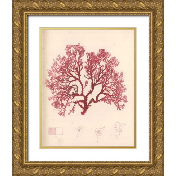 Poloson, Kimberly 15x18 Gold Ornate Wood Framed with Double Matting Museum Art Print Titled - Red Botanical Study I